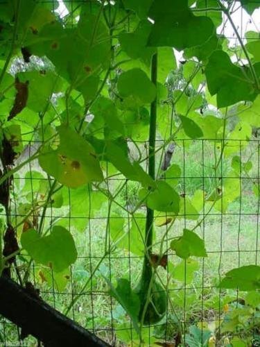 Dipper Gourd Seeds,12″ long necks and bulbs with a diameter of 5-7″
