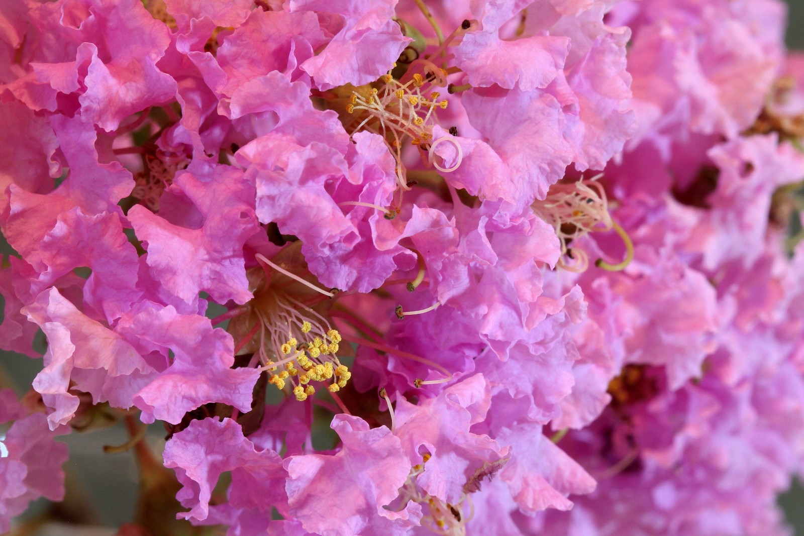 1000 Bulk CREPE MYRTLE Mixed Colors Lagerstroemia Indica Tree Shrub Flower Seeds