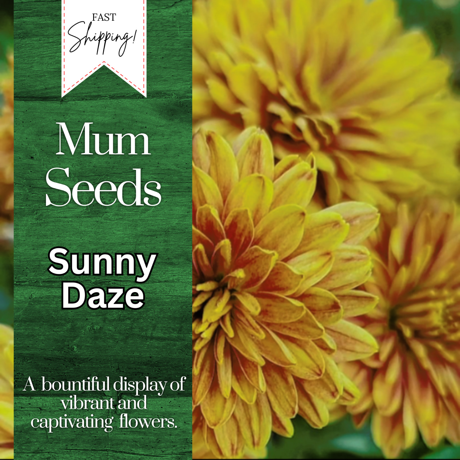 Sunny Daze Mum Chrysanthemum Seeds 200+ Seeds Mum Flower, Flower Seeds, Annual