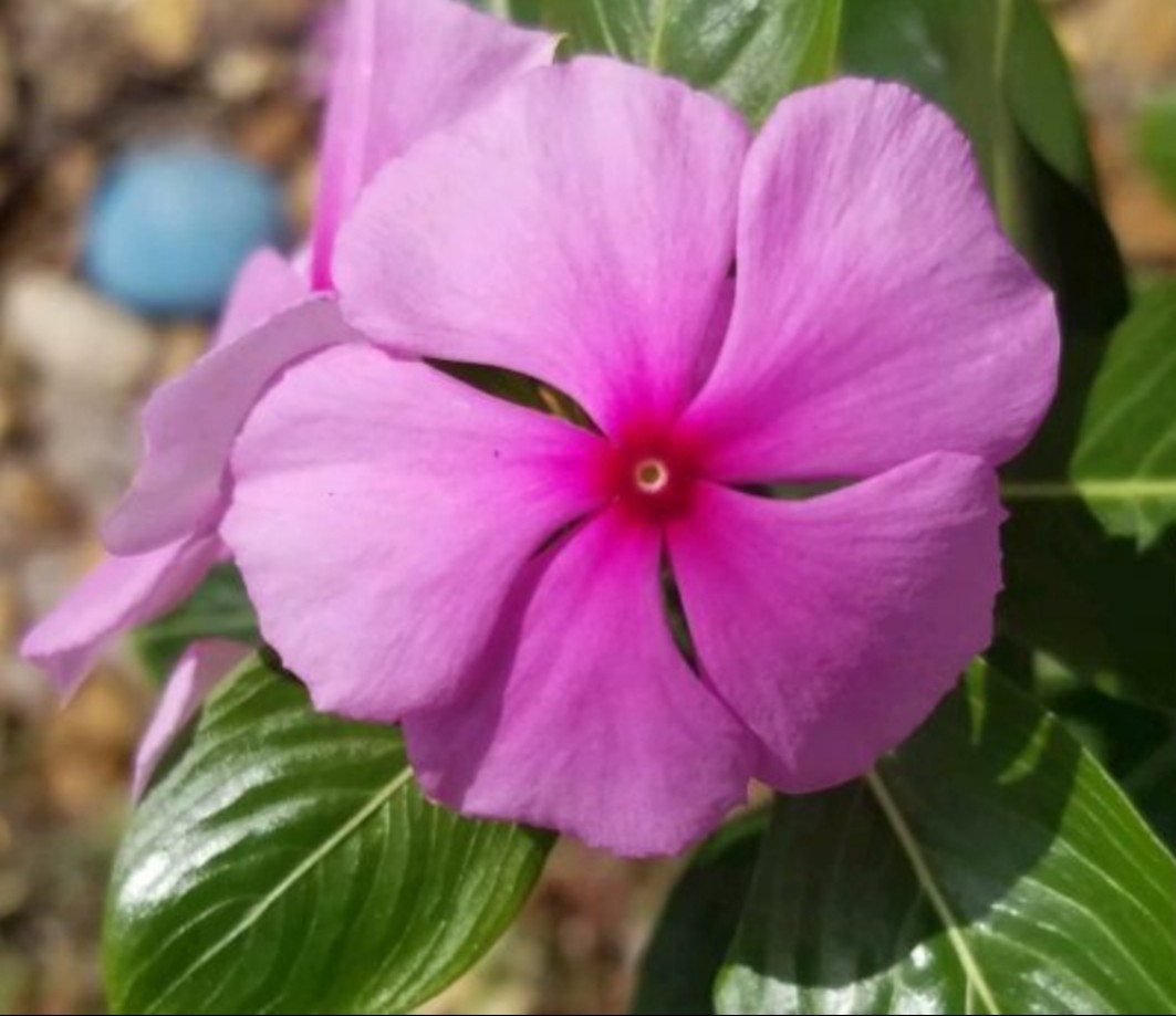 100+ Pink Periwinkle Seeds Catharanthus Vinca Rosea Flower Seeds