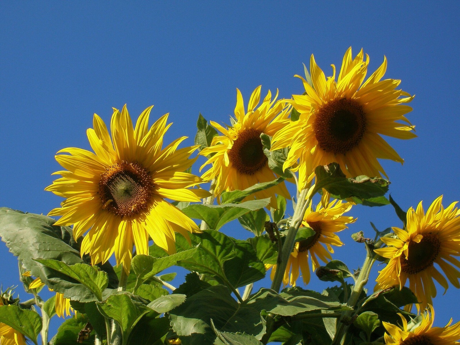 Mammoth Grey Stripe Sunflower Seeds 25 Ct Flower Heirloom ANNUAL FREE SHIPPING