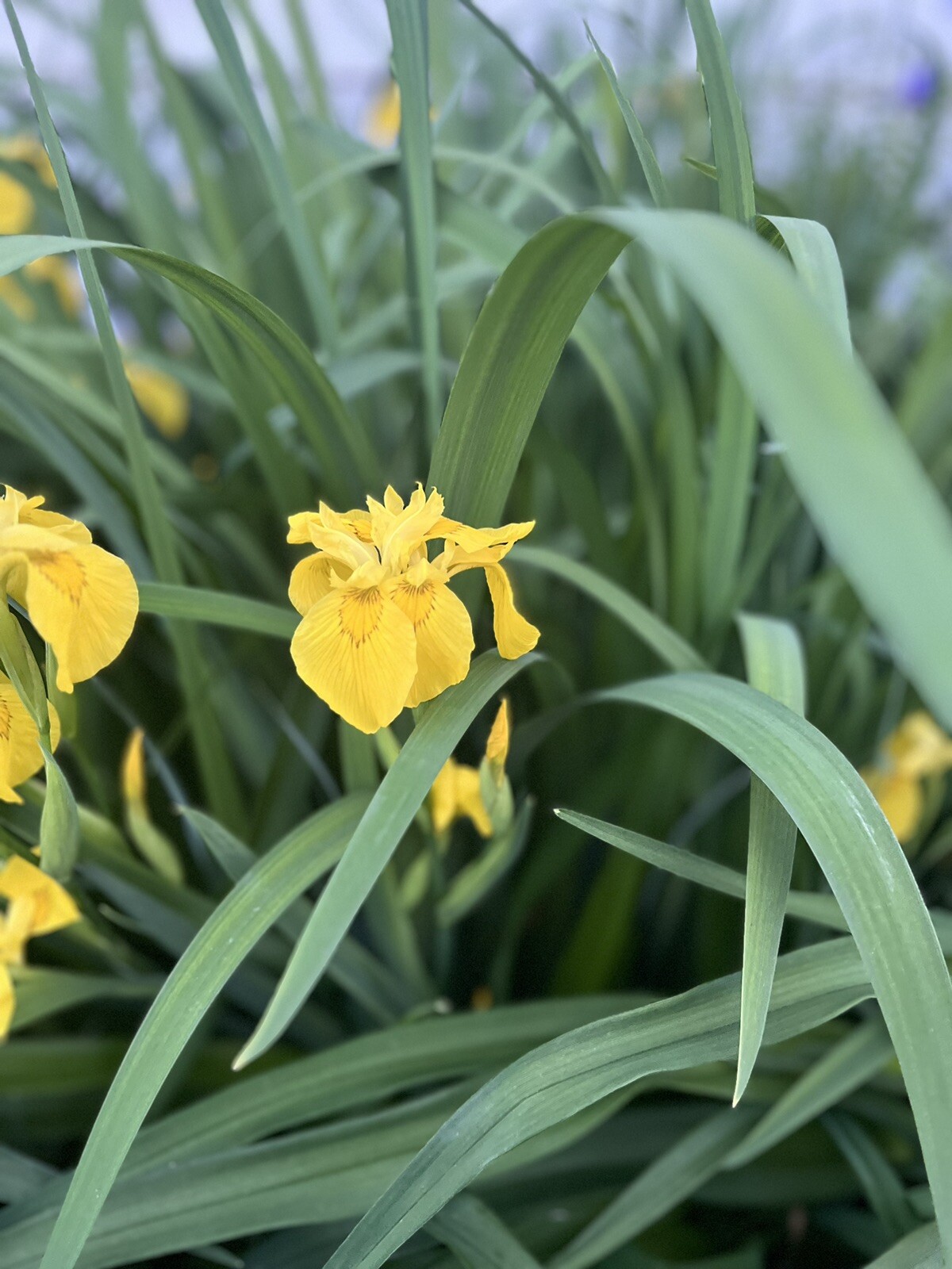 Siberian iris Yellow bare roots perennial 2 per order