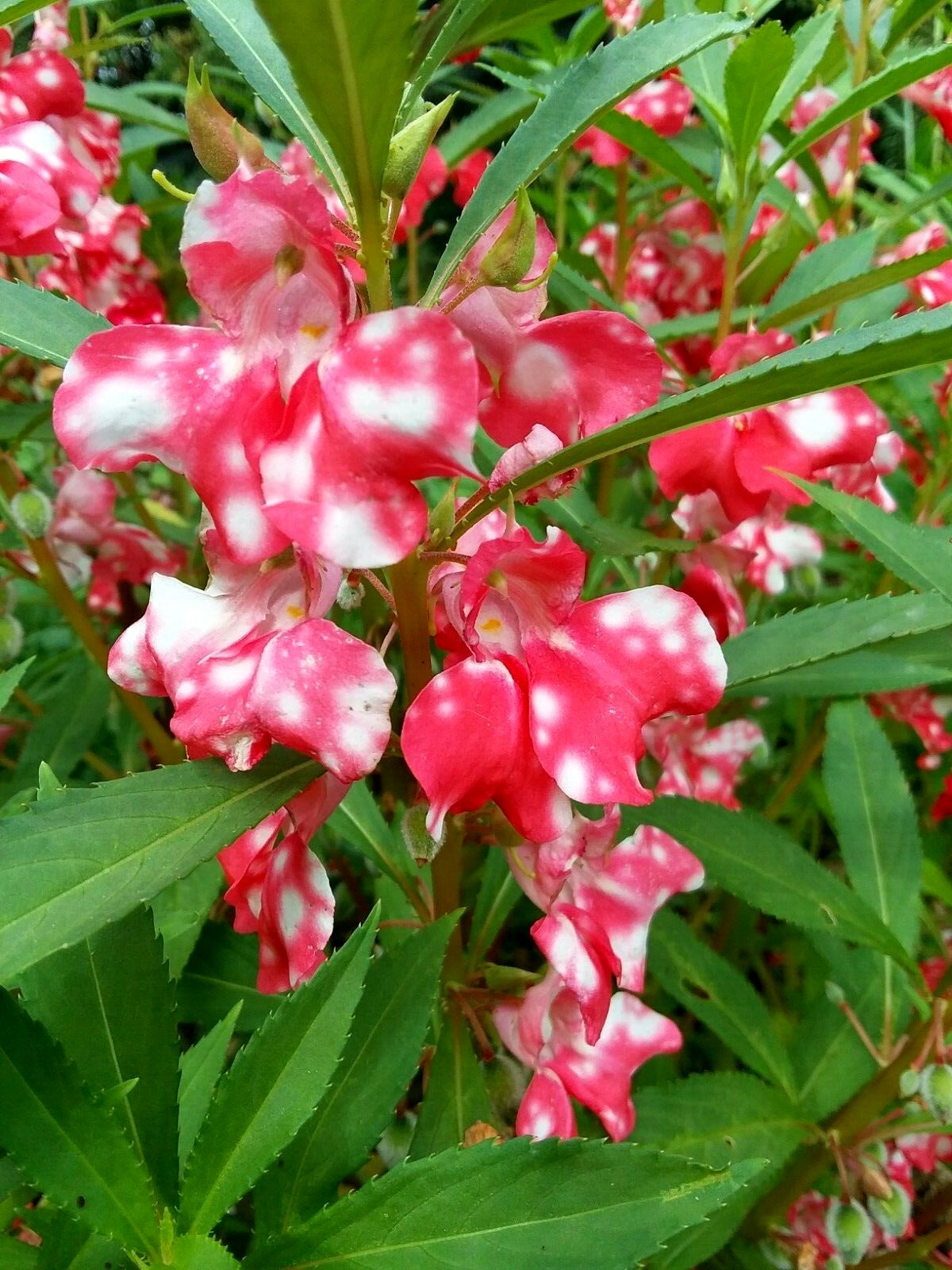 Peppermint Sticks Balsam -25 SEEDS- Beautiful Variegated Flowers Look Like Roses