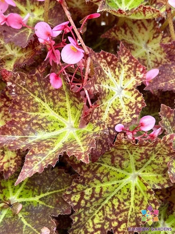 25+ Starburst Begonia Seeds for Garden Planting – USA – FREE SHIPPING!