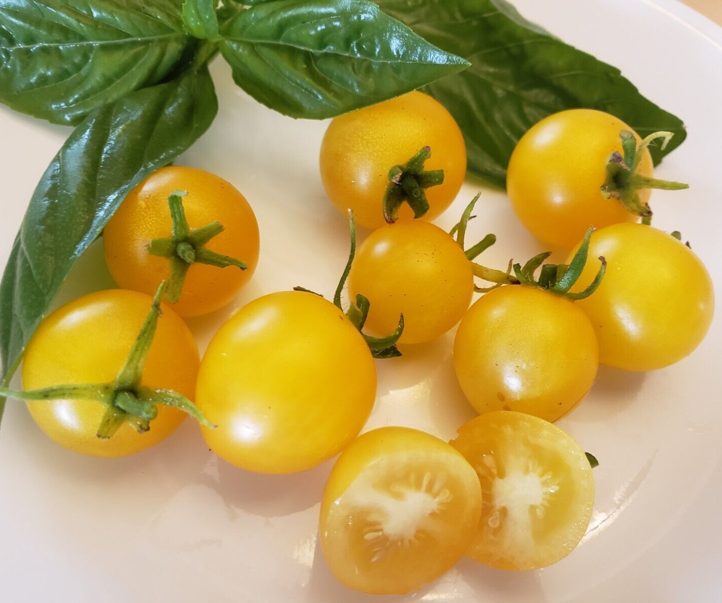 Monetka Container Micro Dwarf Tomato (20 Seeds) – Free Shipping