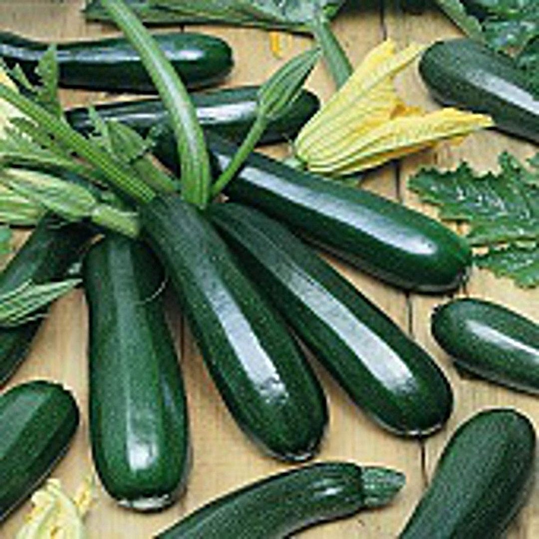 Dark Green Zucchini Squash Seeds (25 Seed Packet) (More Heirloom, Organic, Non G