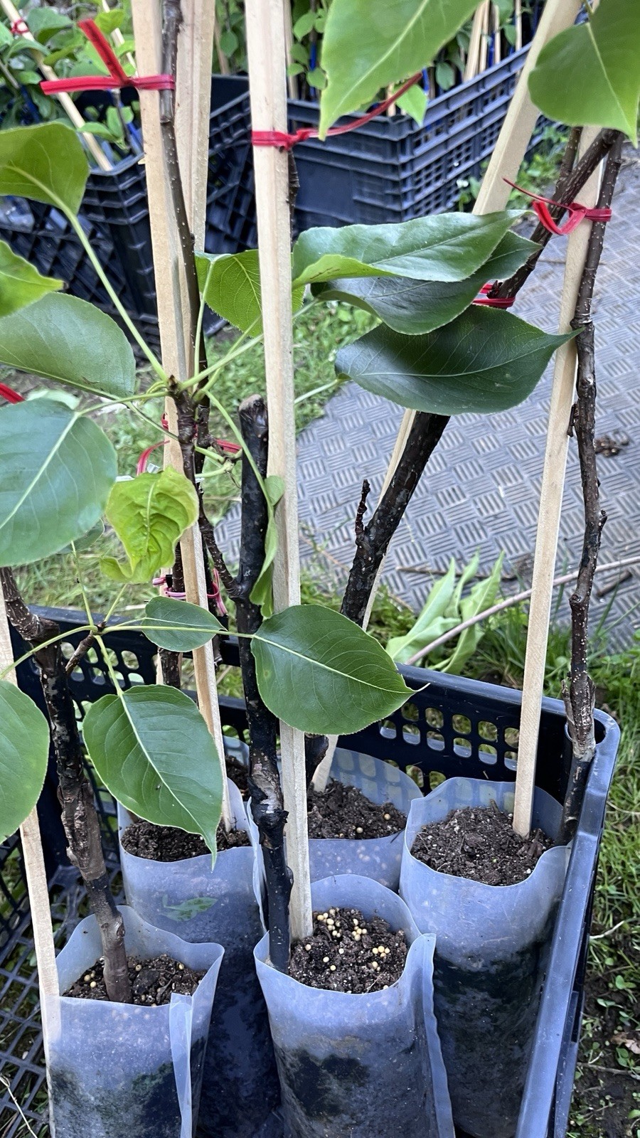 2-3 ft tall Shin Li Asian hybrid pear tree, grafted plant 2 year old