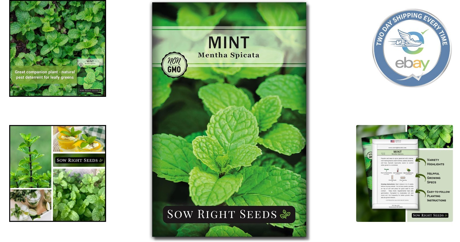Non-GMO Mint Seeds for Indoor & Outdoor Herb Gardens – Easy to Grow