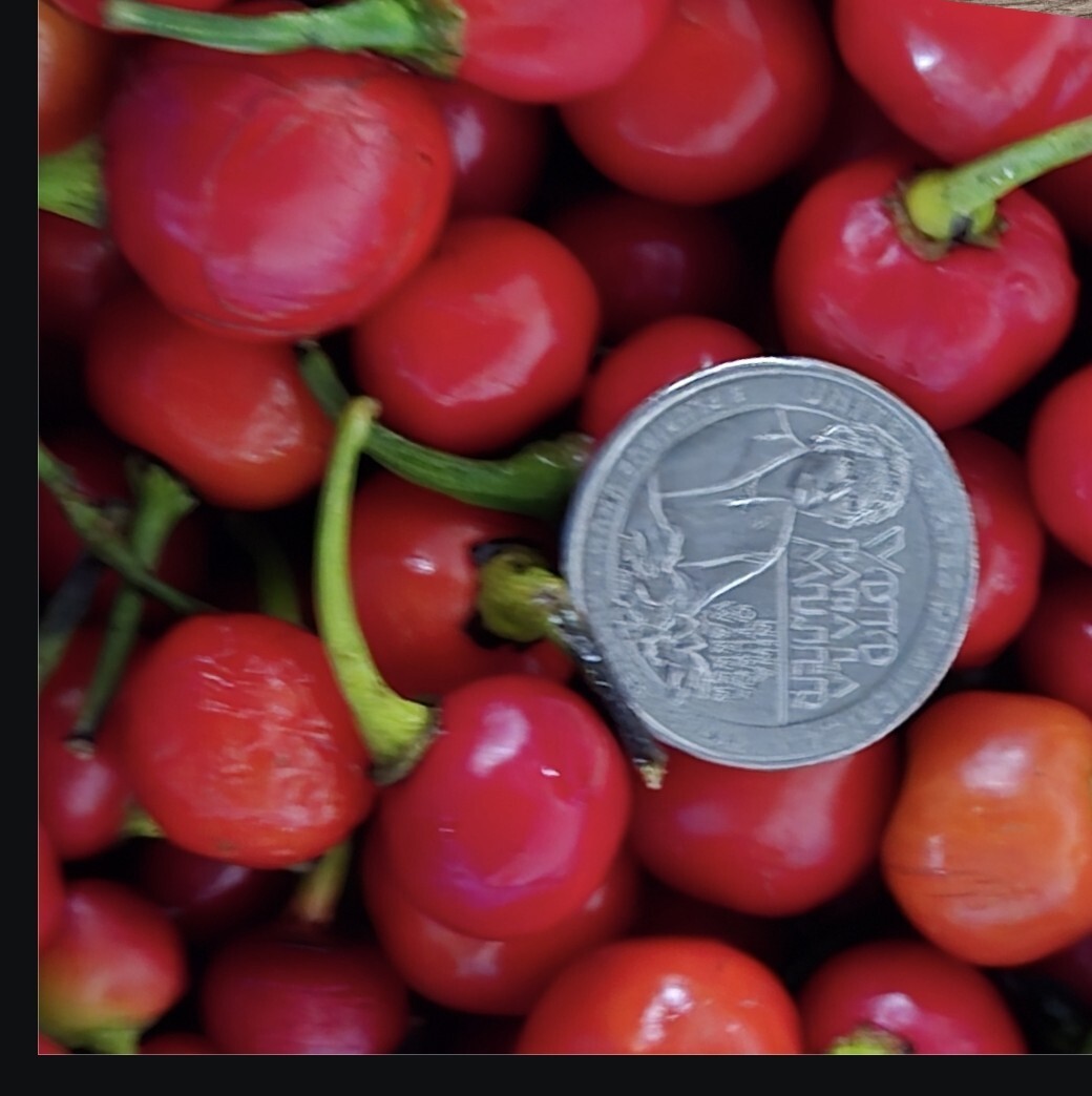 30 Guyana Wiri Wiri Pepper Seeds