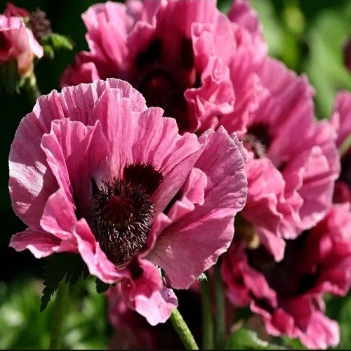 Mixed Colors Oriental Poppy Seeds For Planting Stratified Perennial Fresh Seeds