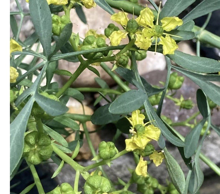 Non GMO New Ruta graveolens | Common Rue | Herb of Grace | Herbygrass | 25 Seeds