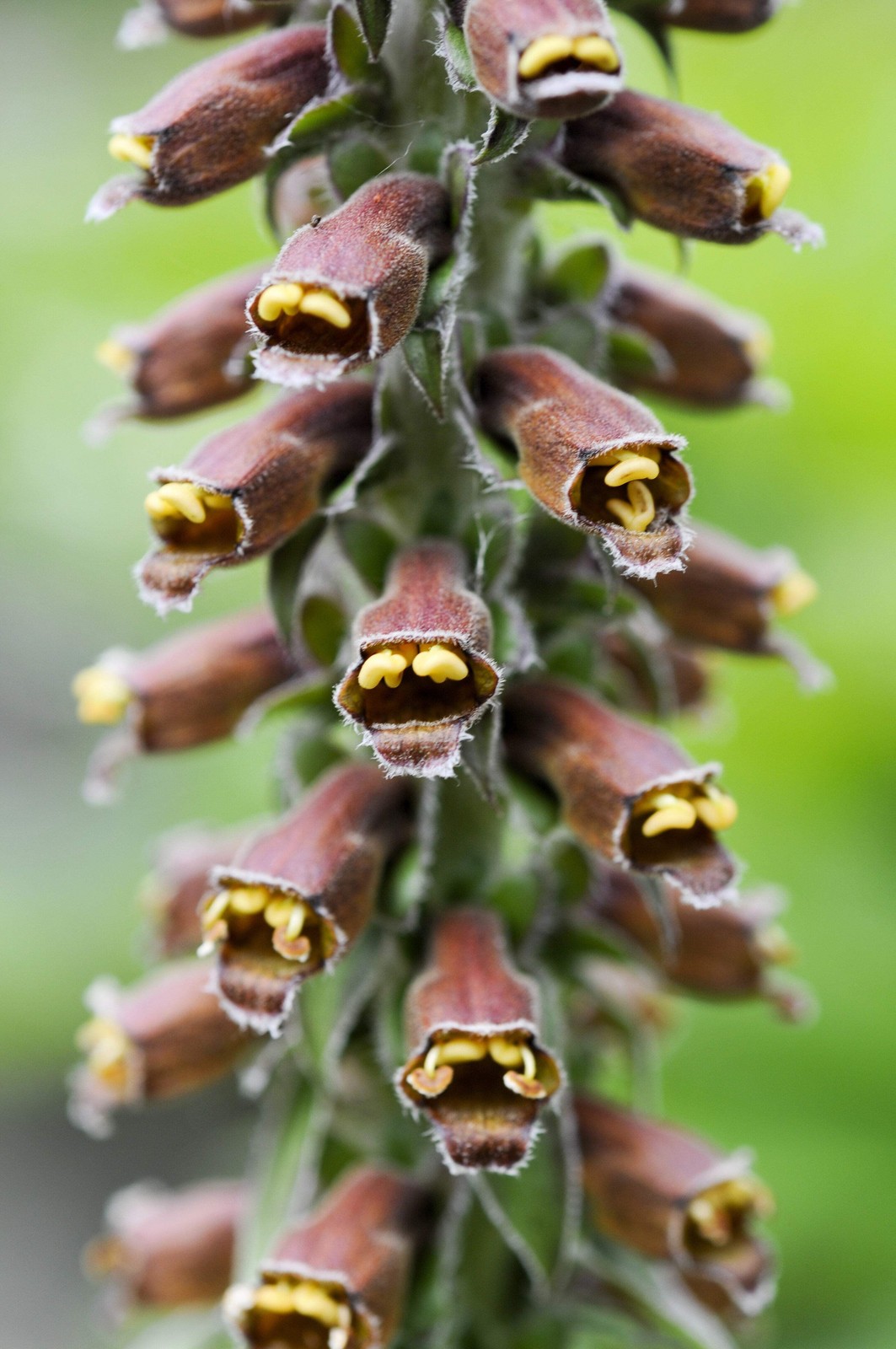 20 MILK CHOCOLATE FOXGLOVE Spanish Digitalis Parviflora Red Brown Flower Seeds