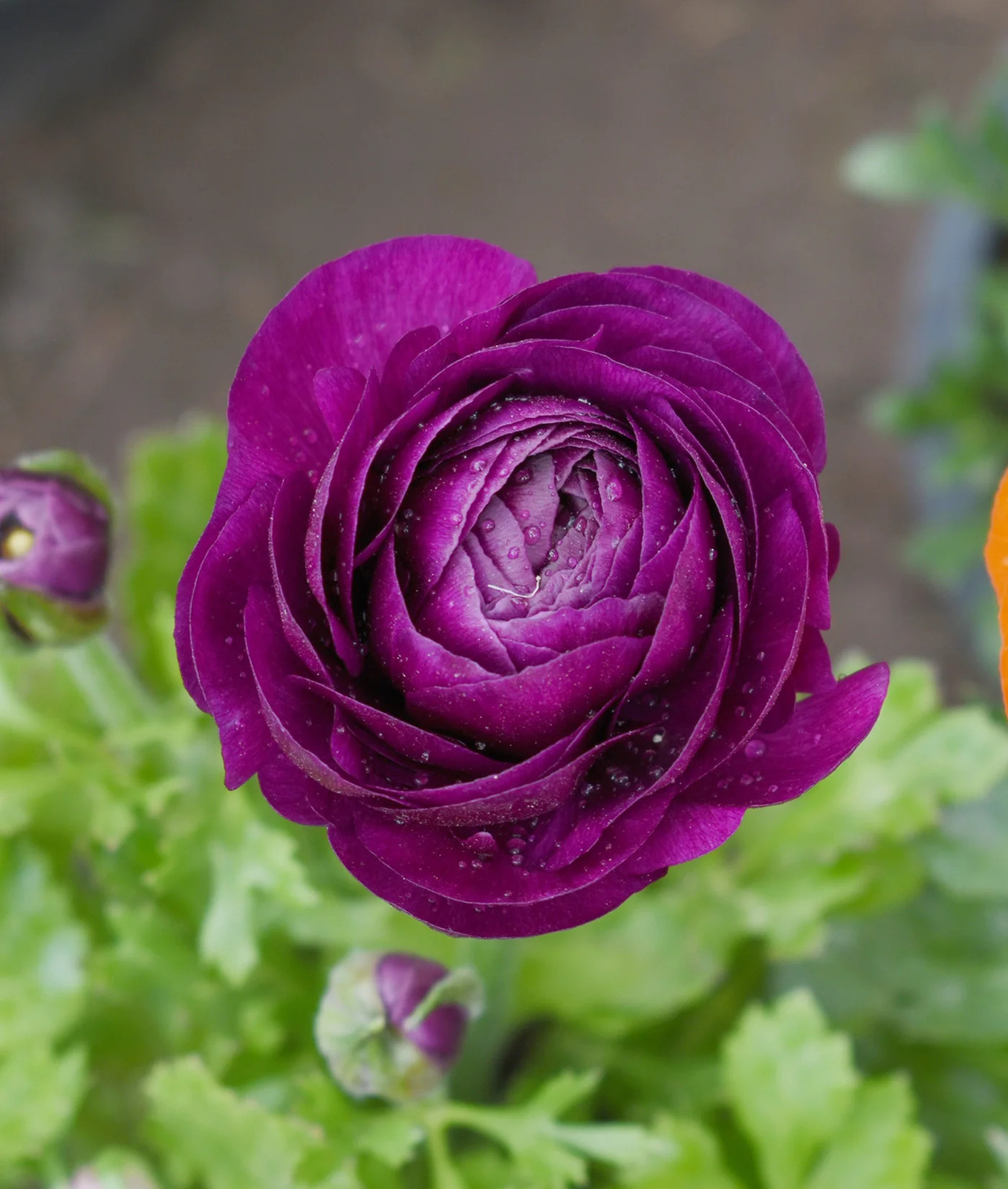 Purple Ranunculus – 10 bulbs