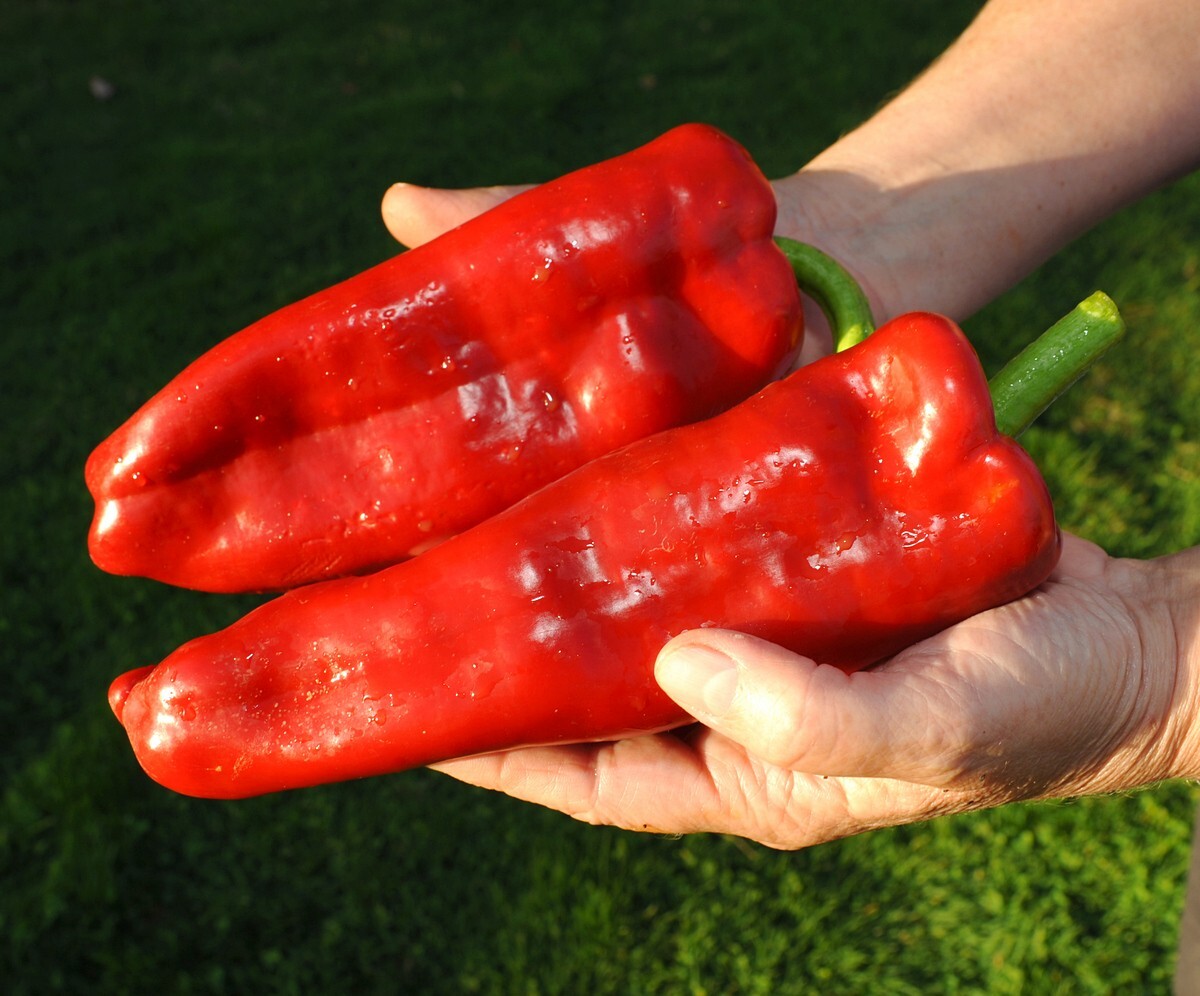 30 Giant Marconi Sweet Pepper Seeds
