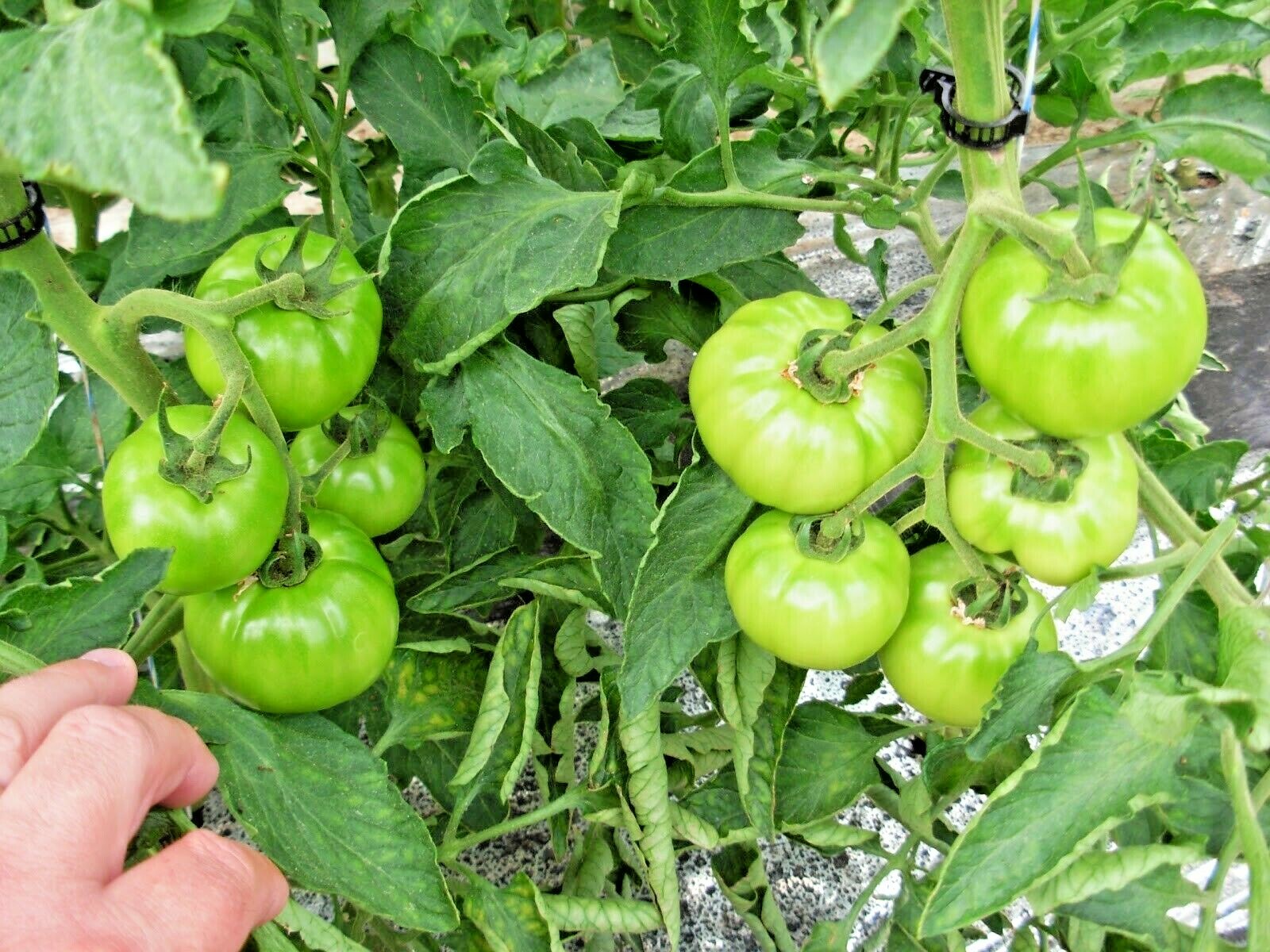 50+Bradley BUSH TOMATO Seeds Organic Compact 36″Tall Vegetable Garden Container