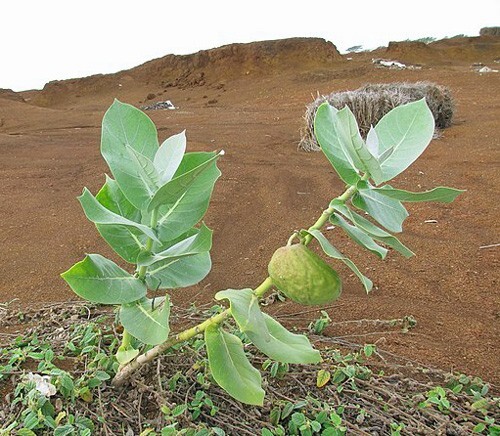Calotropis procera | Sodom Apple | 20 Seeds