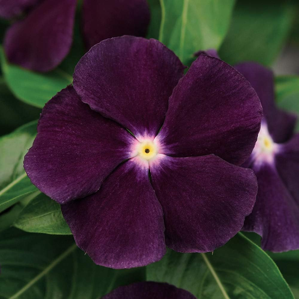 Blackberry Periwinkle Seeds for Planting – 50 Pcs Annual, Fast-Blooming, Heat &