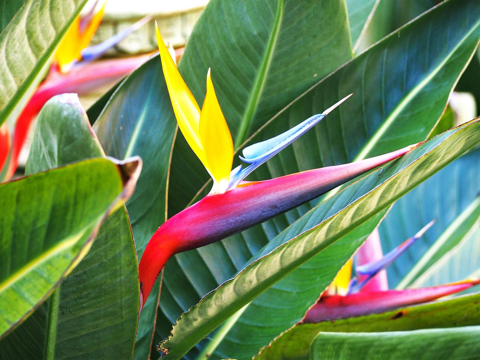 Birds of Paradise Seeds – For 2025 Planting Strelitzia Reginae Orange Blue