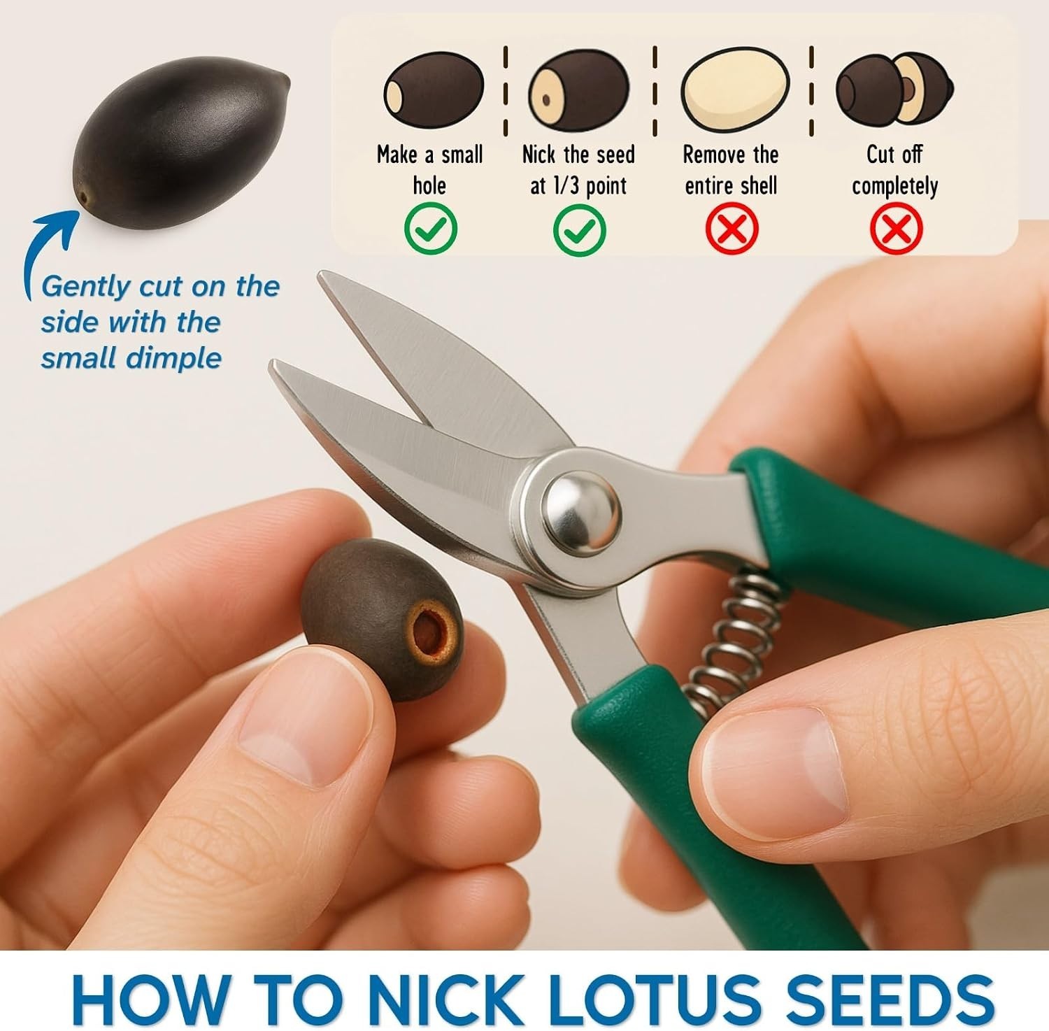 200pcs Lotus Seeds – 10 Unique Varieties