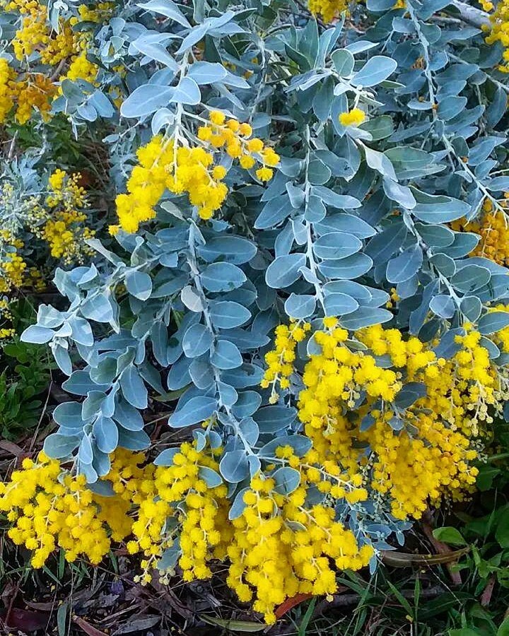 Popular Wattles – Various species