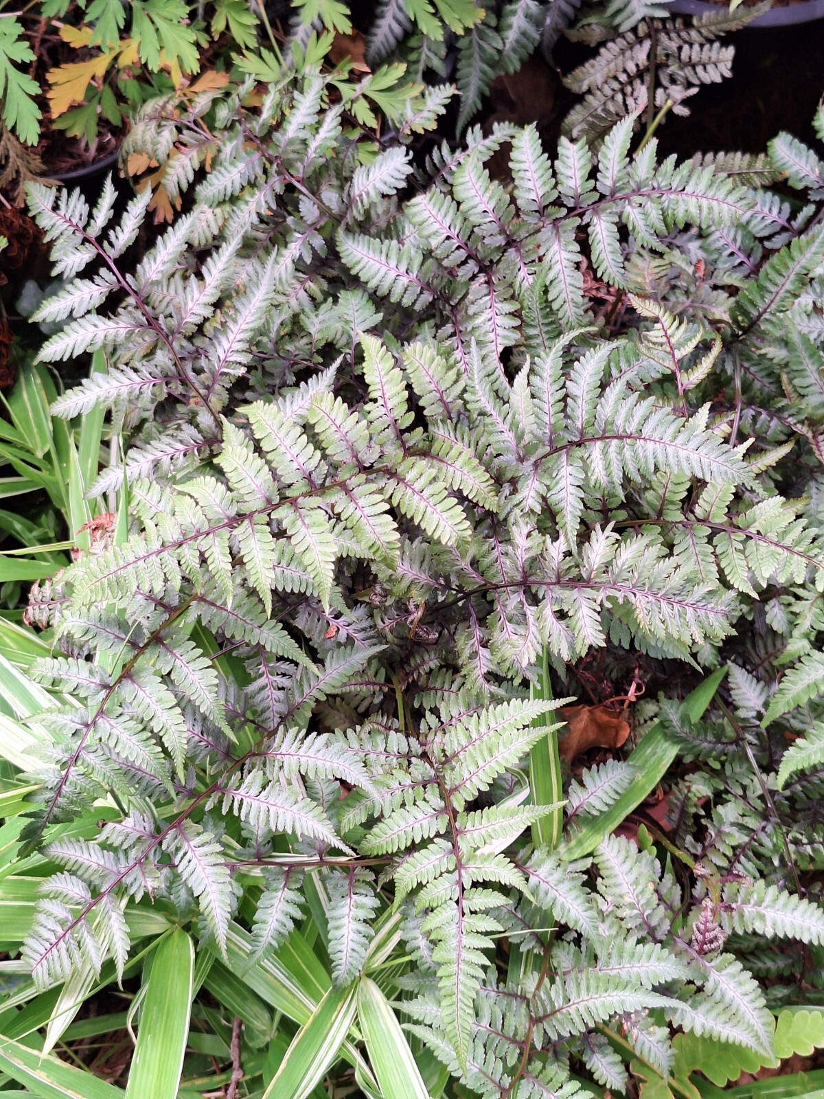 LADY FERN ‘REGAL RED’ 1000 SPORES (SEEDS*) FILIX FEMINA NIPONICUM, COLD HARDY
