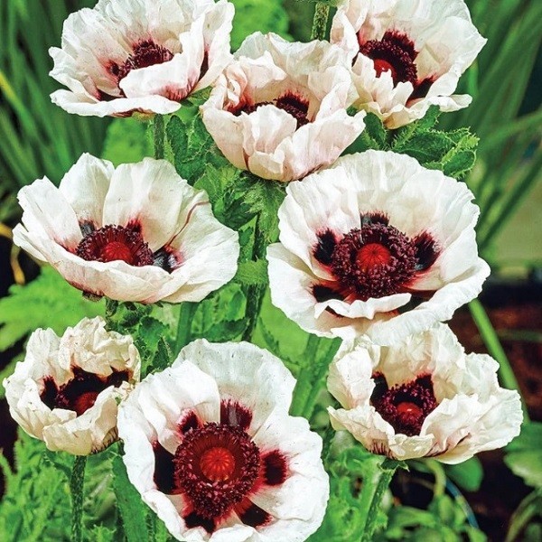 Mixed Colors Oriental Poppy Seeds For Planting Stratified Perennial Fresh Seeds