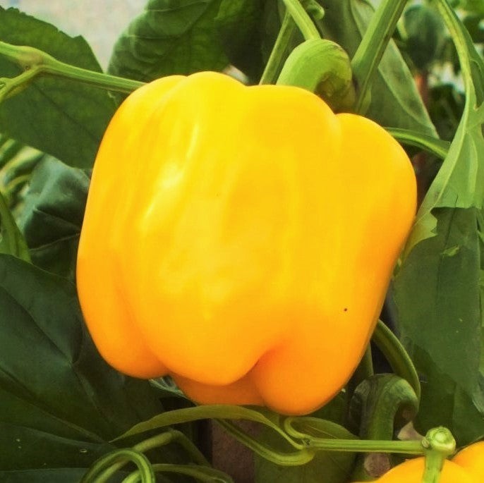 Golden Cal Wonder Bell Pepper Seeds – 100+ Count – For 2025 Planting Yellow