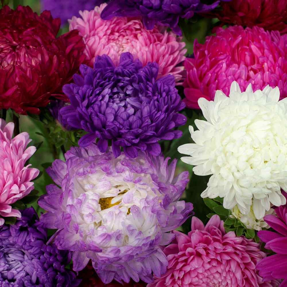 1000 Seeds Paeony Aster Seed Mix For Planting – Aster Callistephus Tall