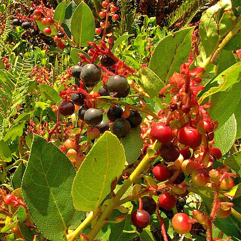 SALAL 1001 SEEDS SHALON, GAULTHERIA, HARDY EVERGREEN SHRUB, EDIBLE BERRIES, BULK