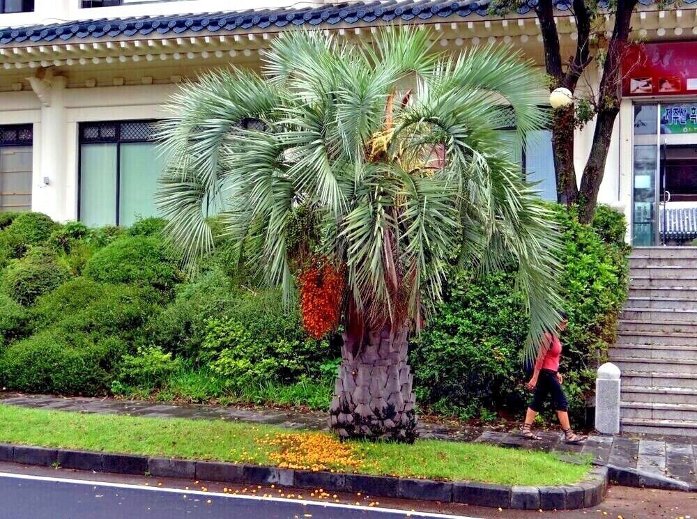 10 Jelly Pindo Palm Tree Seeds (Butia capitata) Cold Hardy Tropical Fruit Plant