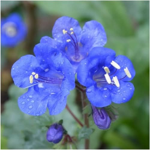 California Bluebell Seeds For Planting (Phacelia campanularia)
