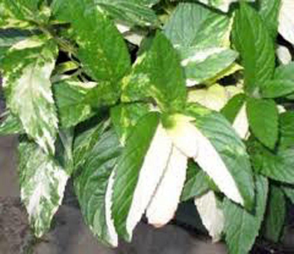PEPPERMINT SEED, HEIRLOOM, NON GMO (100+) PEPPERMINT SEEDS, SPICE, HERB