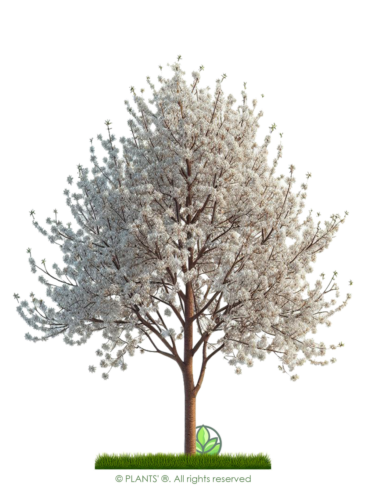 Pin Cherry Tree | Premium Seeds | Prunus pensylvanica ‘Spring’ | Plants’®