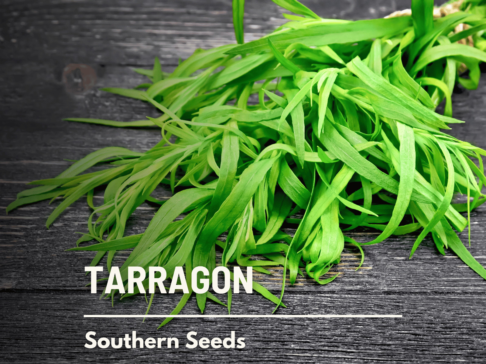 Tarragon – 300 Seeds – Culinary & Medicinal Herb – GMO Free