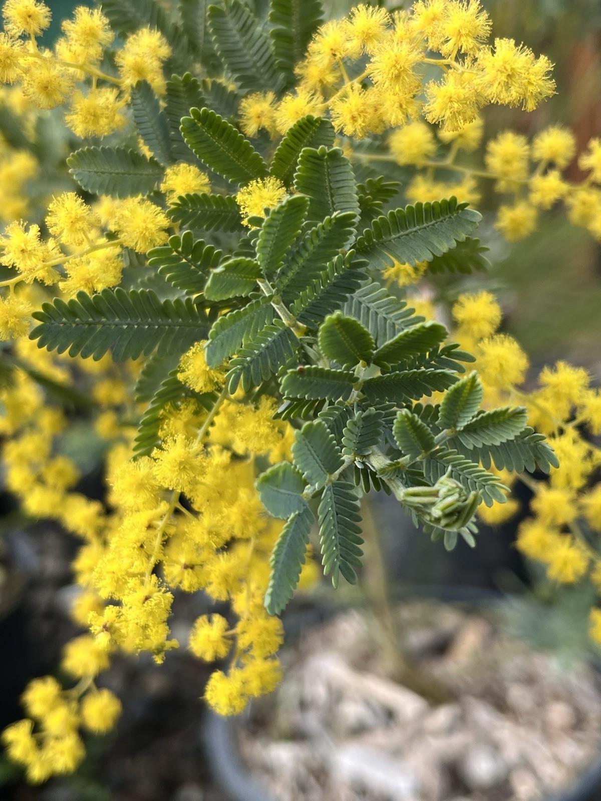 Acacia Species Assortment Packs (101 species) 5+ seeds each species