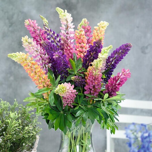 Lupine Seeds Lupine Russell Mix Wildflower Seeds 100 SEEDS