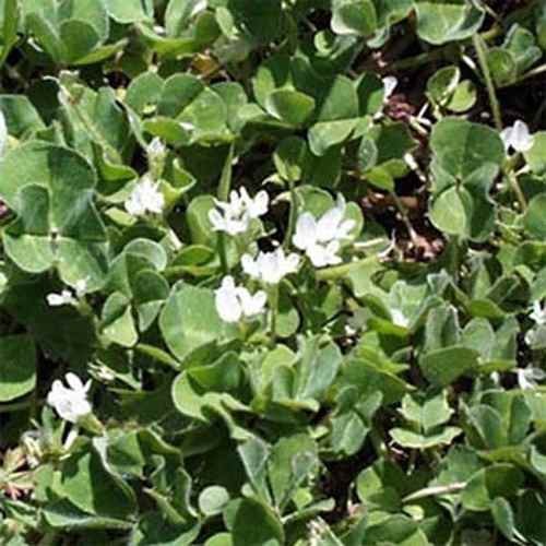20 LBS – Inoculated Subterranean Bulk Clover Seeds – Trifolium Subterraneum