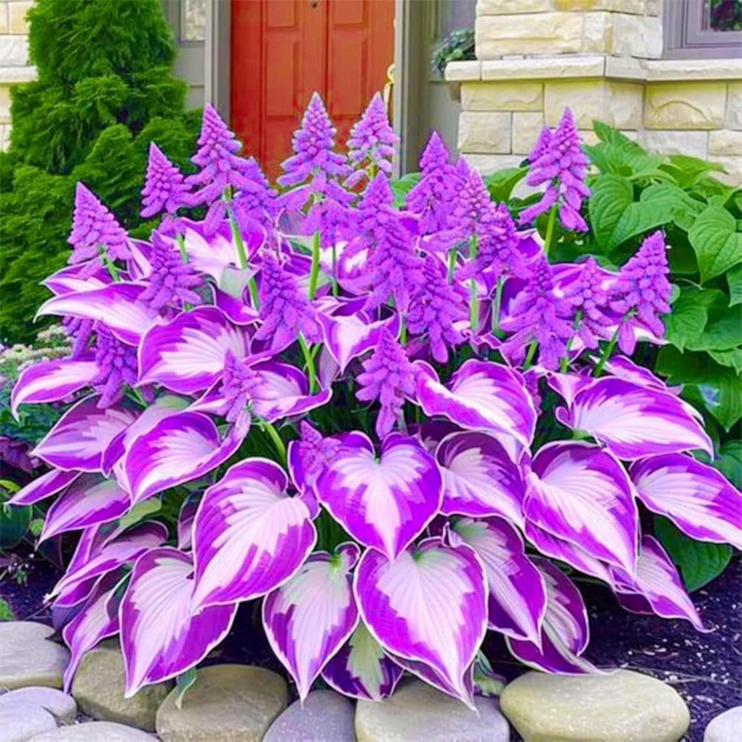 GMO-Free Hosta Seeds – Low-Maintenance Heart-Shaped Plants for Outdoor Spaces