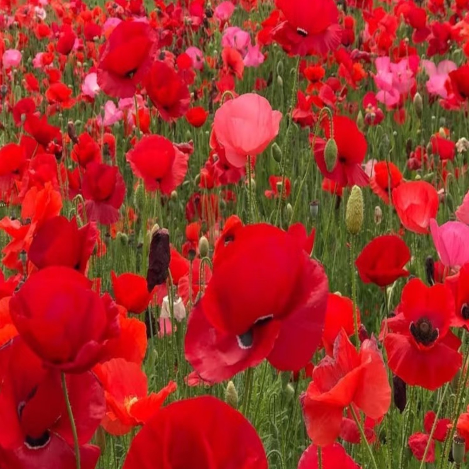 1000 Ladybird Poppy Seeds – Red Papaver rhoeas with Black Center Zones 3–10