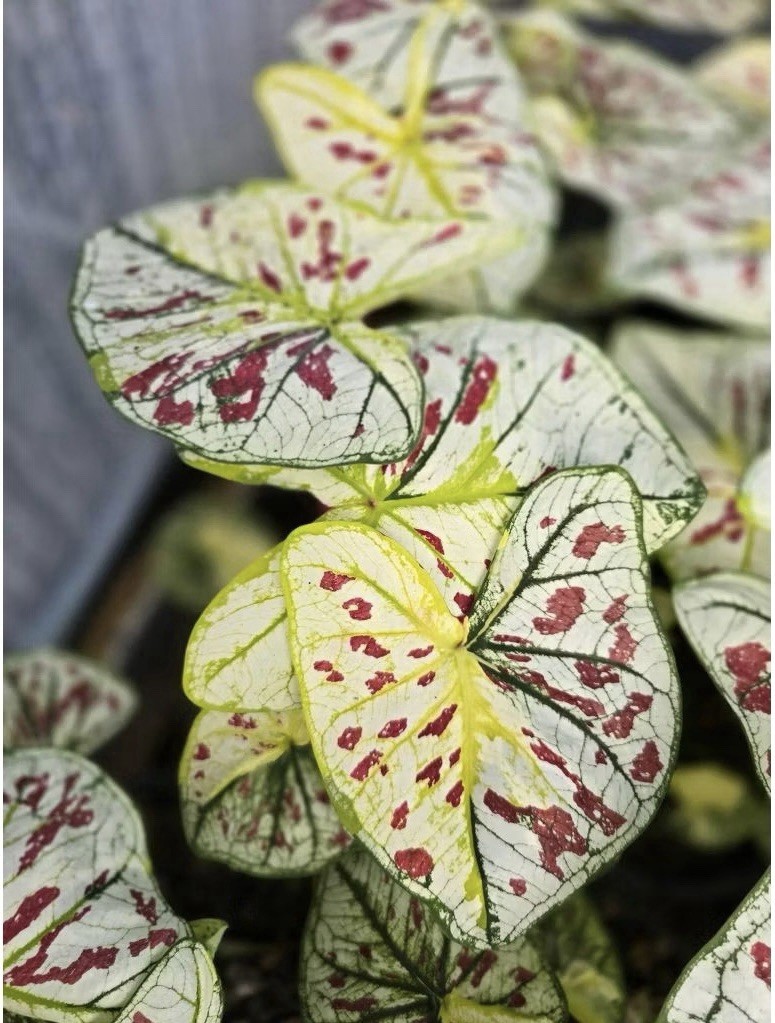AUTHENTIC Caladium Nong Khai 1 bulbs