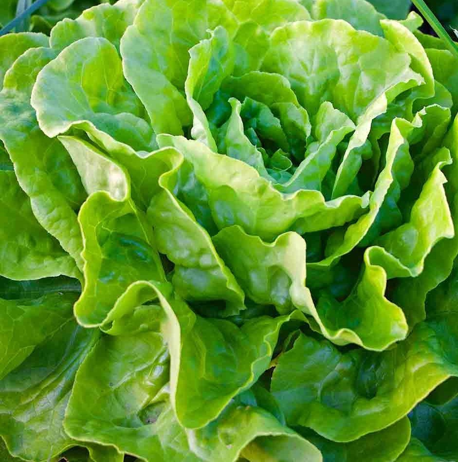 1g- Lettuce Seeds 900+ – Fresh Harvest of Premium- Buttercrunch Butterhead- B 16