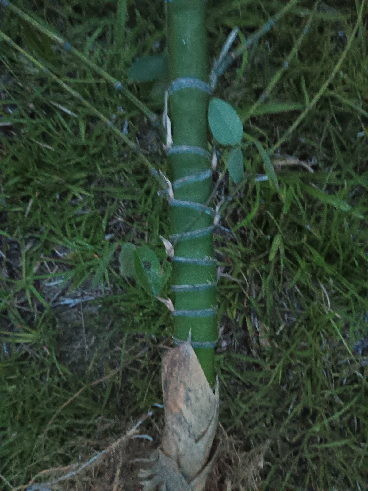 Bamboo Plants Live Starter Plant 10 Rizomes Organic Aurea Bamboo