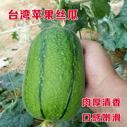 10 Taiwan APPLE LUFFA Hybrid Seeds; 蘋果絲瓜 very sweet can be eaten raw; from 農友種苗