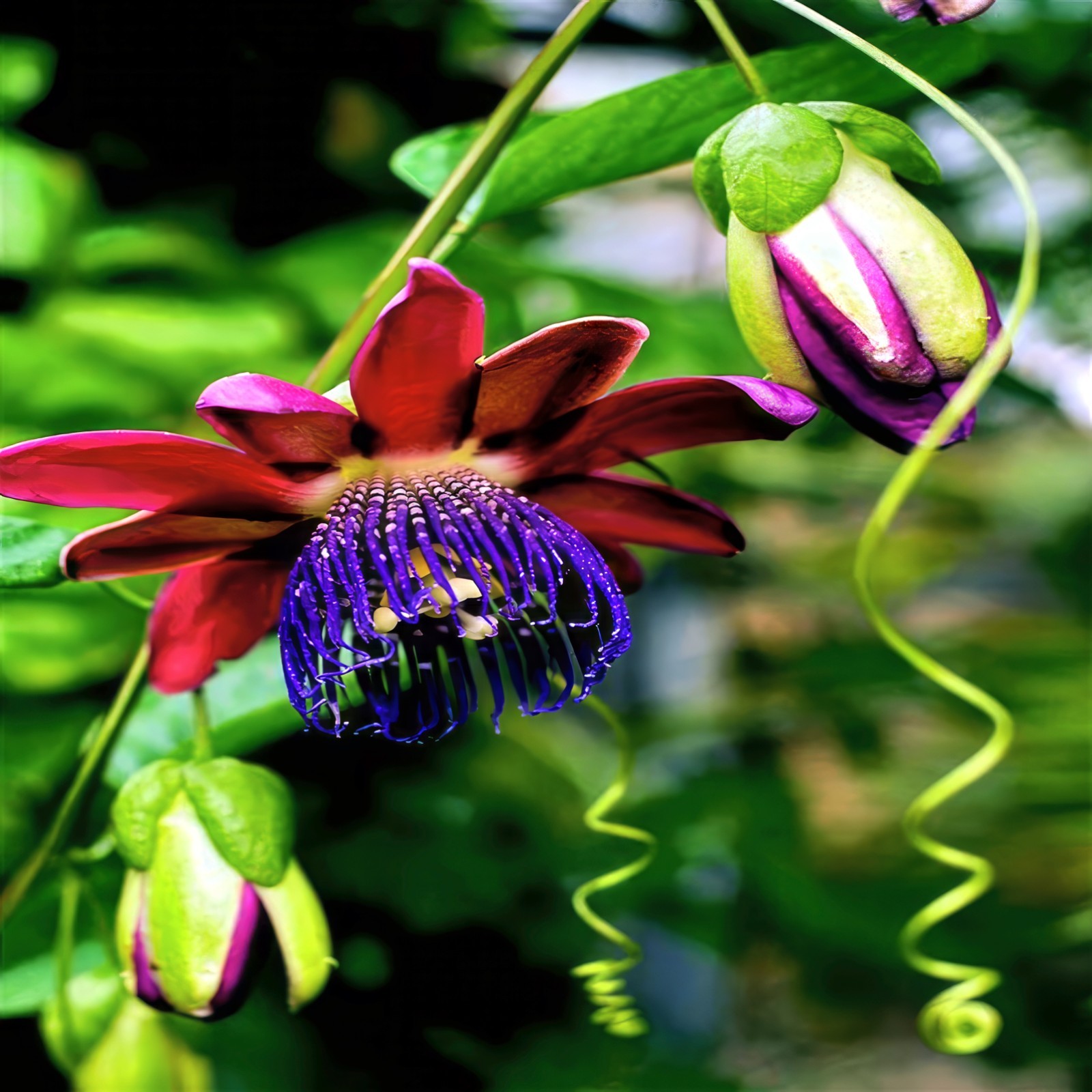 10 GIANT GRANADILLA SEEDS Passiflora quadrangularis Passionfruit Flower Plant