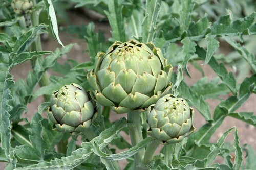 Artichoke ‘Green Globe’ or Purple Romagna – 30 seeds