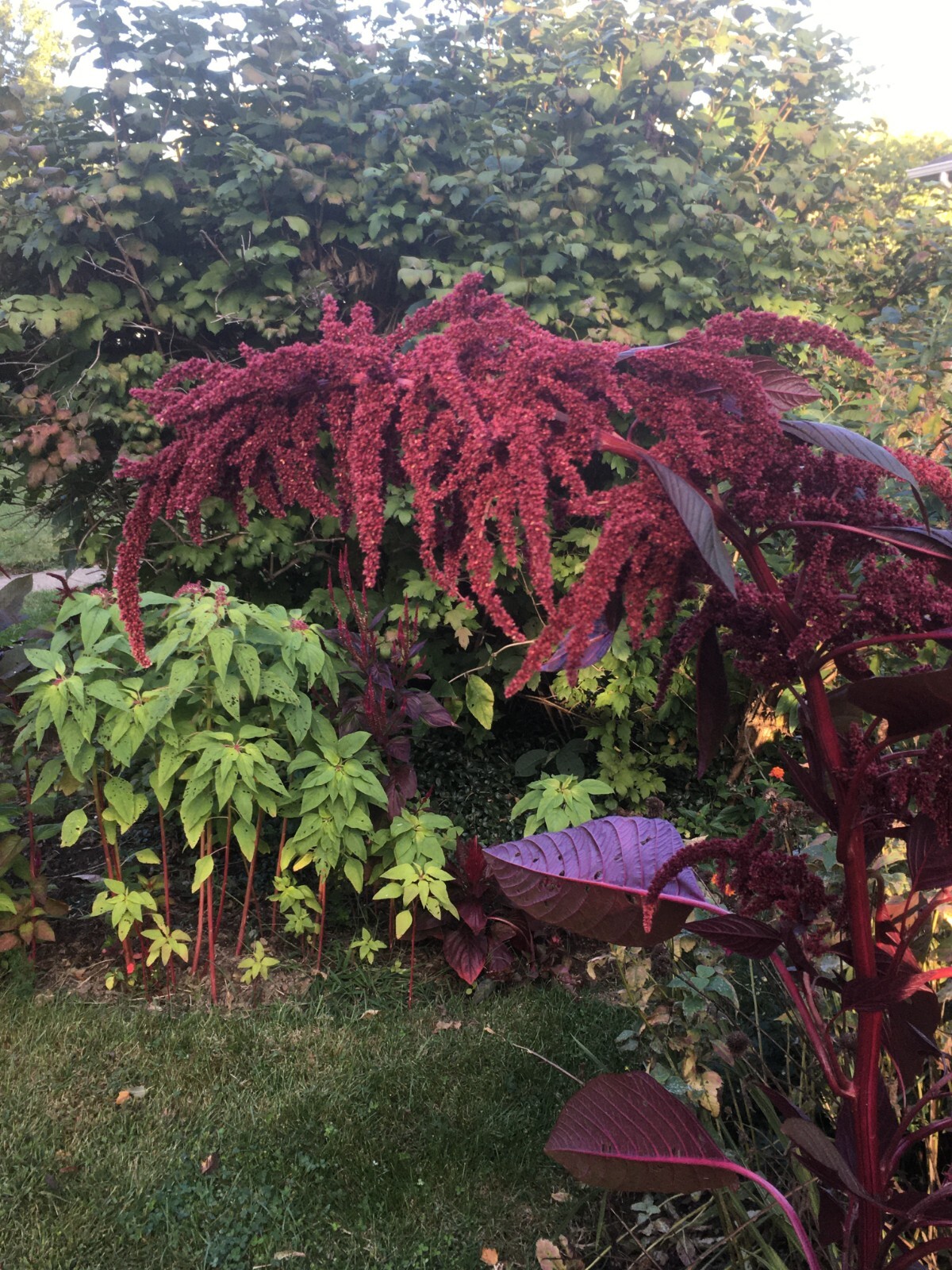 200 seeds Amaranth Hopi Red Dye – organic crop of 2025 * FREE SHIPPING