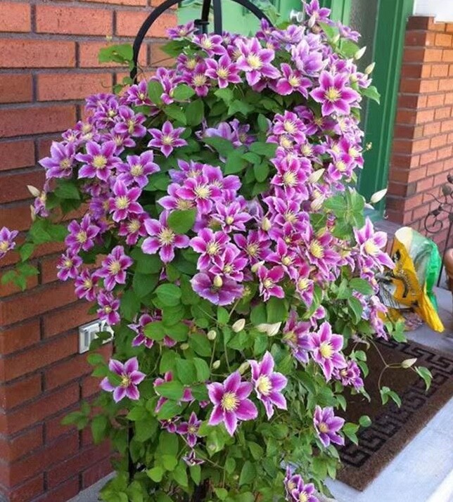 25pc CLEMATIS SEEDS Garden Plant Flower vine climber USA seller FREE shipping