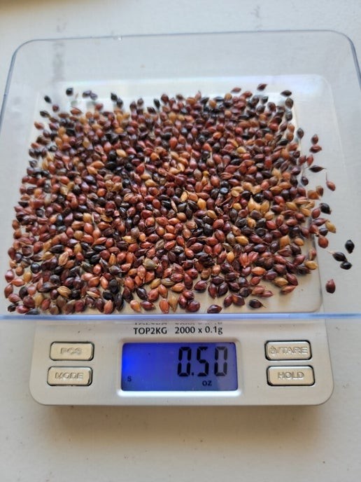 Broomcorn Seeds – Sorghum bicolor – Multi Color – .5 Ounce – Autumn Florals