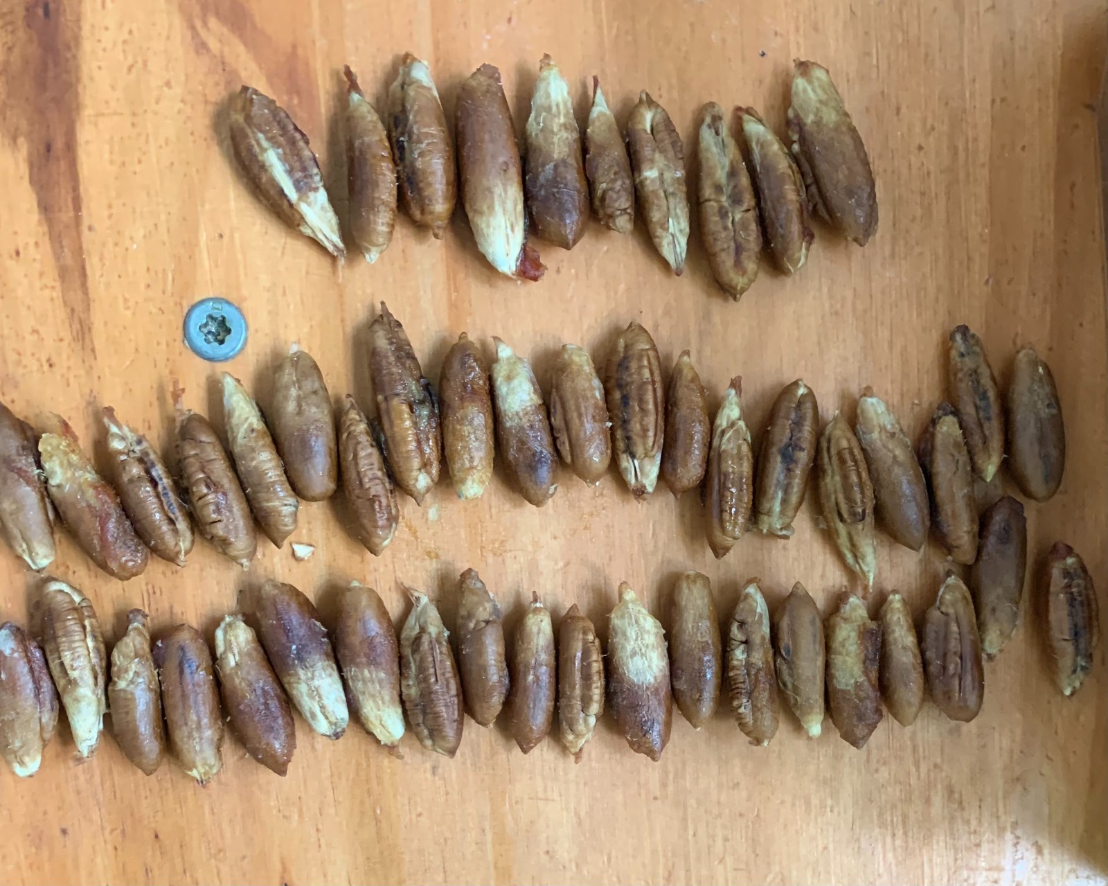 Organic Medjool Date Seeds (50 pack) – Fresh Raw Palm Seeds for Planting