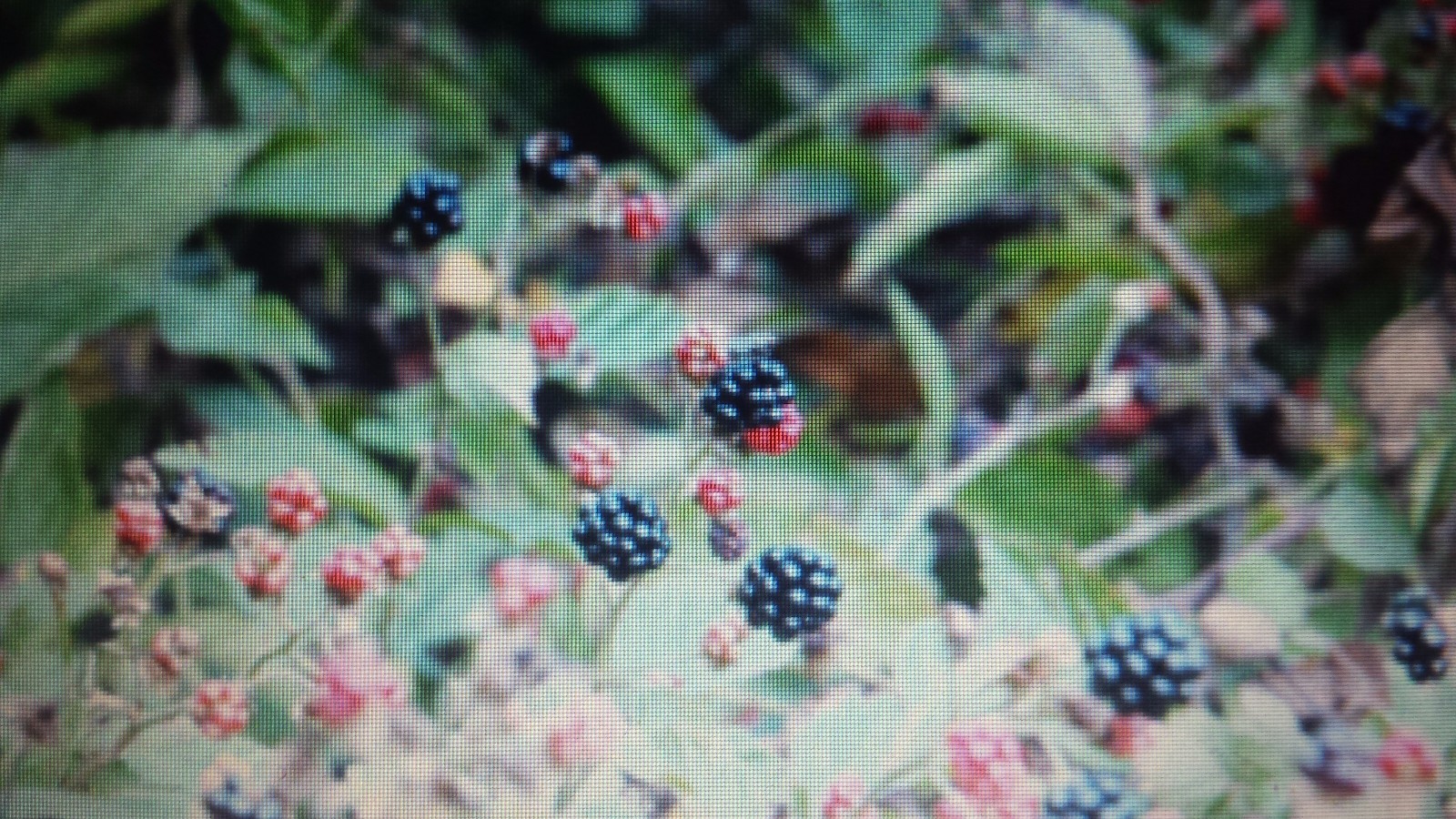 Blackberry vines. Delicious edible fruit for Jam, Syrup, or By handful. Spreads